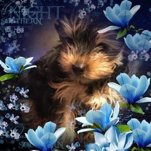 Meet your Posher, Gi